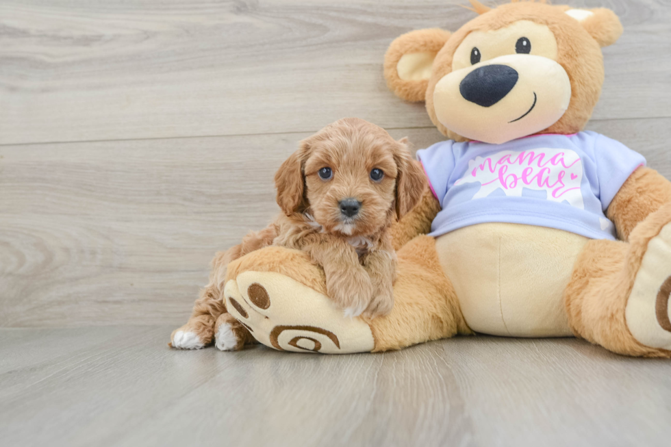 Happy Cavapoo Baby