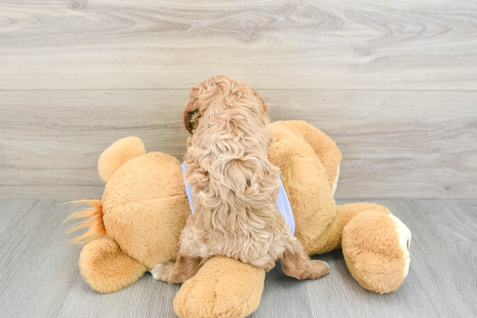 Petite Cavapoo Poodle Mix Pup