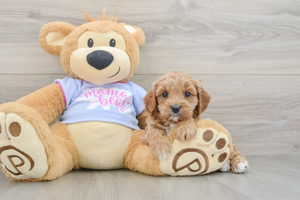 Sweet Cavapoo Baby