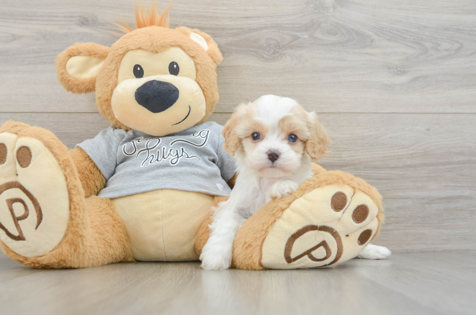 5 week old Cavapoo Puppy For Sale - Seaside Pups