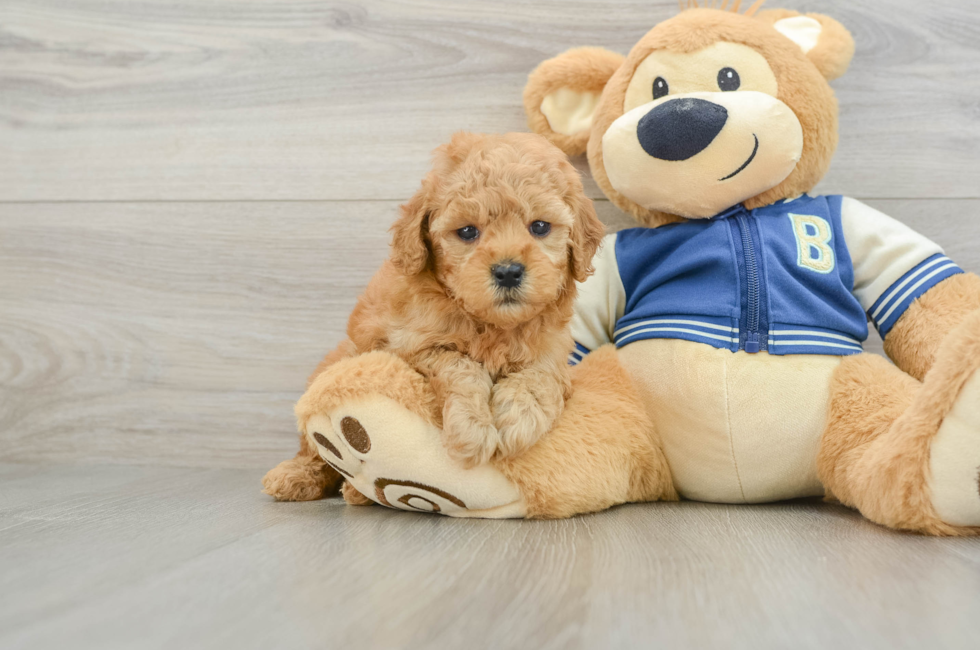 6 week old Cavapoo Puppy For Sale - Seaside Pups