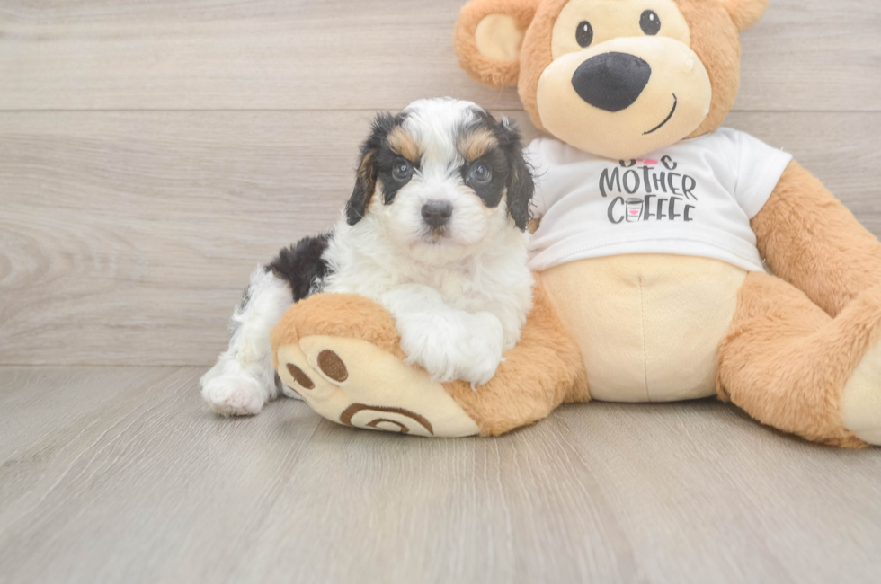 5 week old Cavapoo Puppy For Sale - Seaside Pups