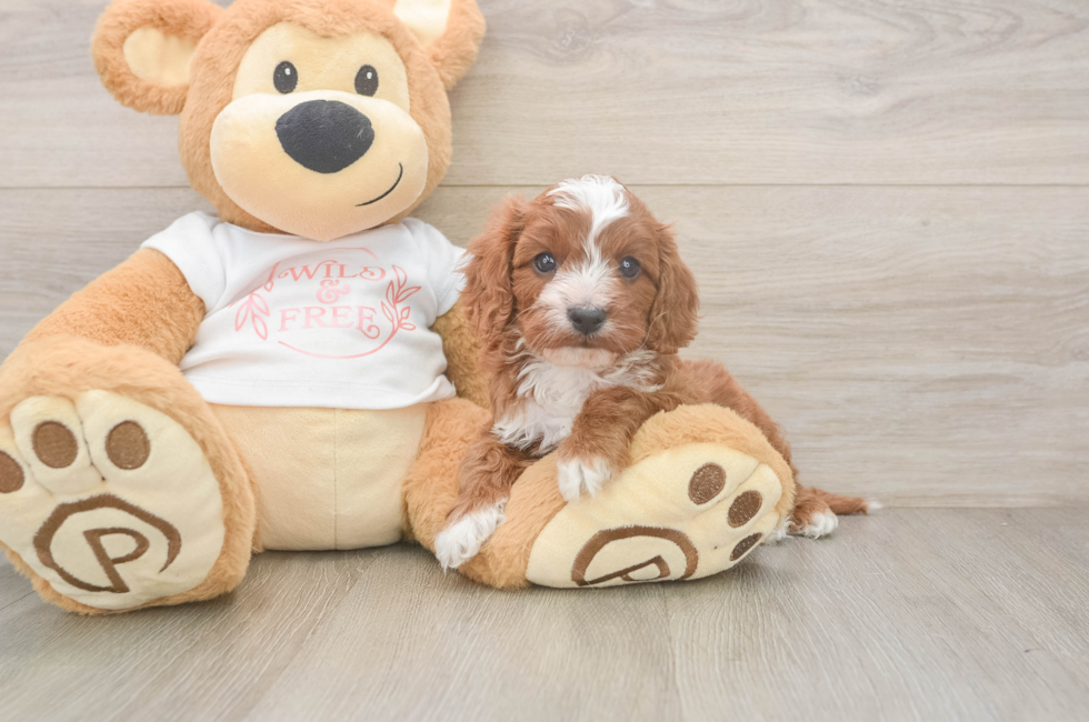 5 week old Cavapoo Puppy For Sale - Seaside Pups