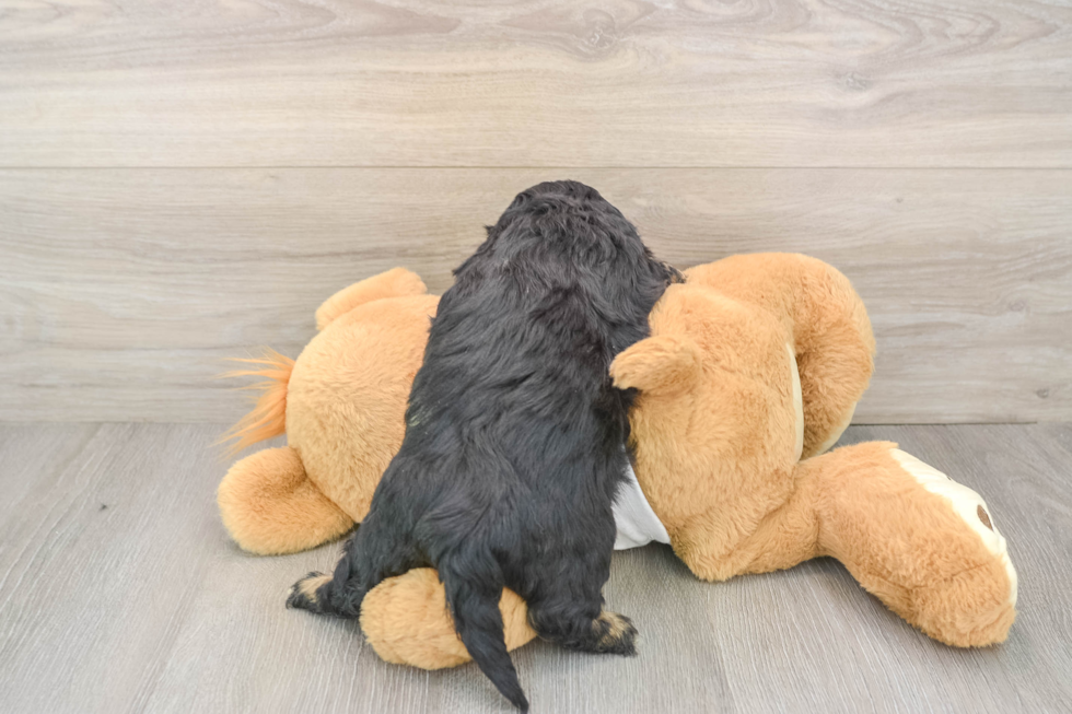 Cavapoo Pup Being Cute
