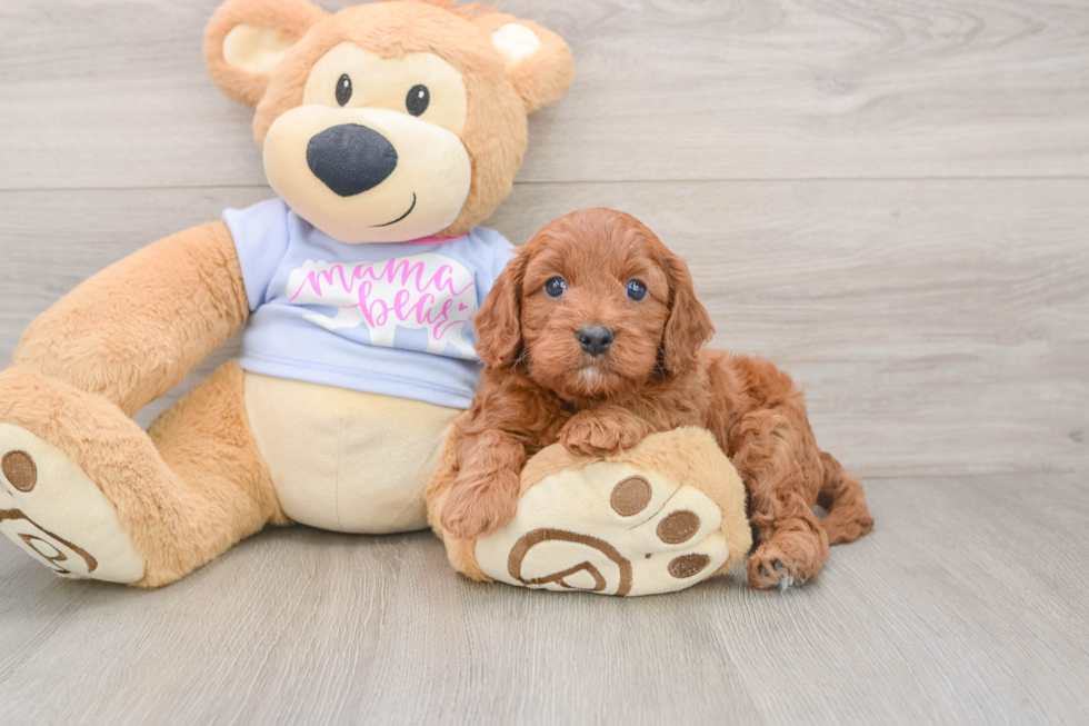 Cavapoo Puppy for Adoption