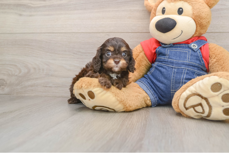 Playful Cavapoodle Poodle Mix Puppy