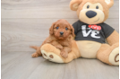 Best Cavapoo Baby