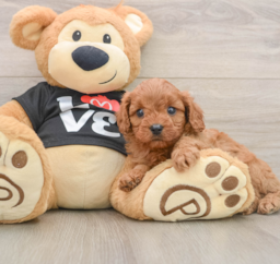 7 week old Cavapoo Puppy For Sale - Seaside Pups