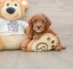 7 week old Cavapoo Puppy For Sale - Seaside Pups