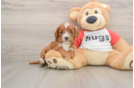 Cavapoo Puppy for Adoption