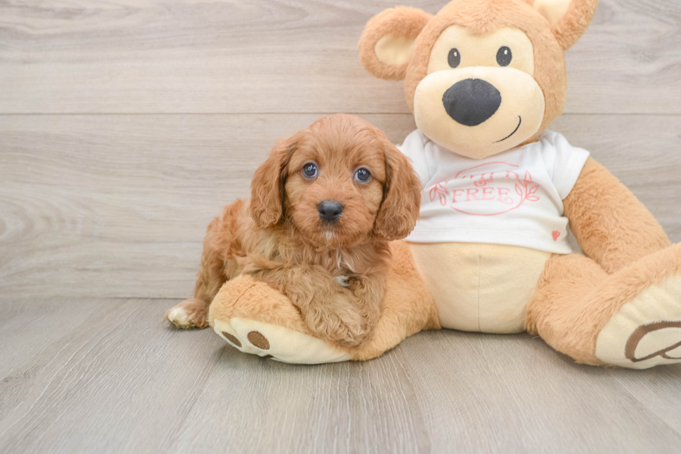 Sweet Cavapoo Baby