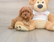 8 week old Cavapoo Puppy For Sale - Seaside Pups