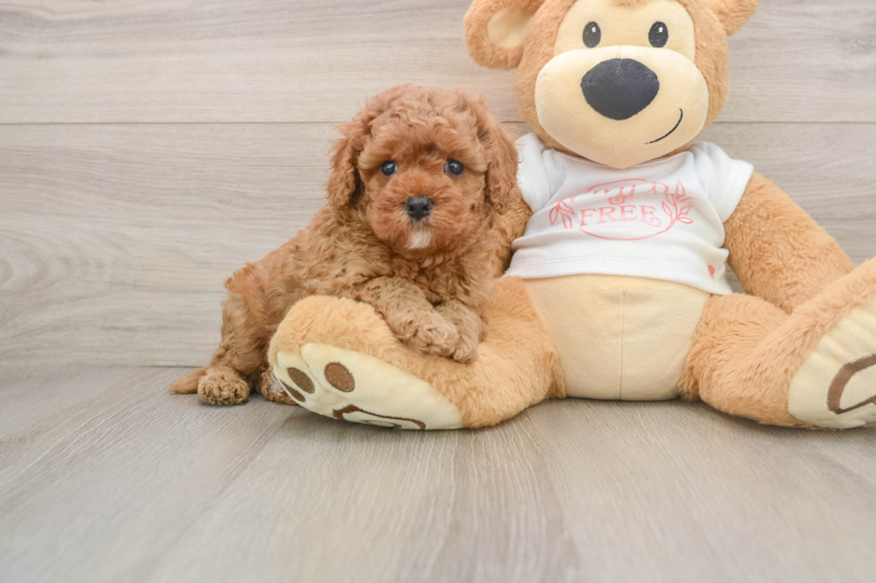 Cavapoo Pup Being Cute
