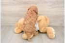Funny Cavapoo Poodle Mix Pup