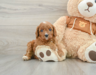 8 week old Cavapoo Puppy For Sale - Seaside Pups