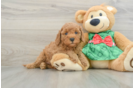 Cavapoo Puppy for Adoption