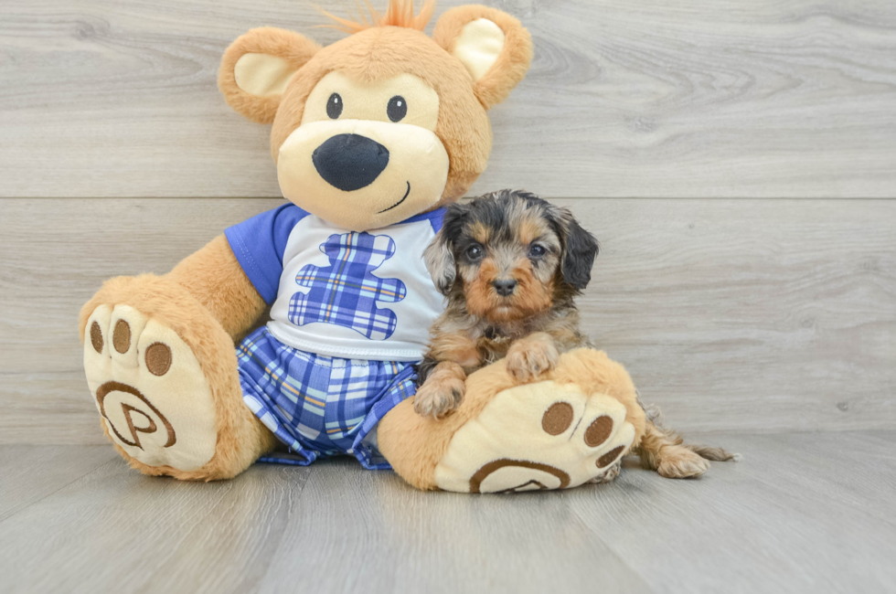 7 week old Cavapoo Puppy For Sale - Seaside Pups