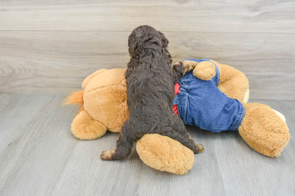 Small Cavapoo Baby