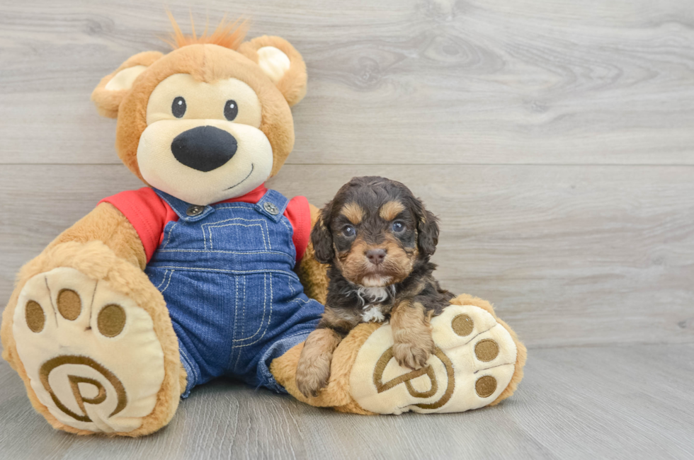 5 week old Cavapoo Puppy For Sale - Seaside Pups