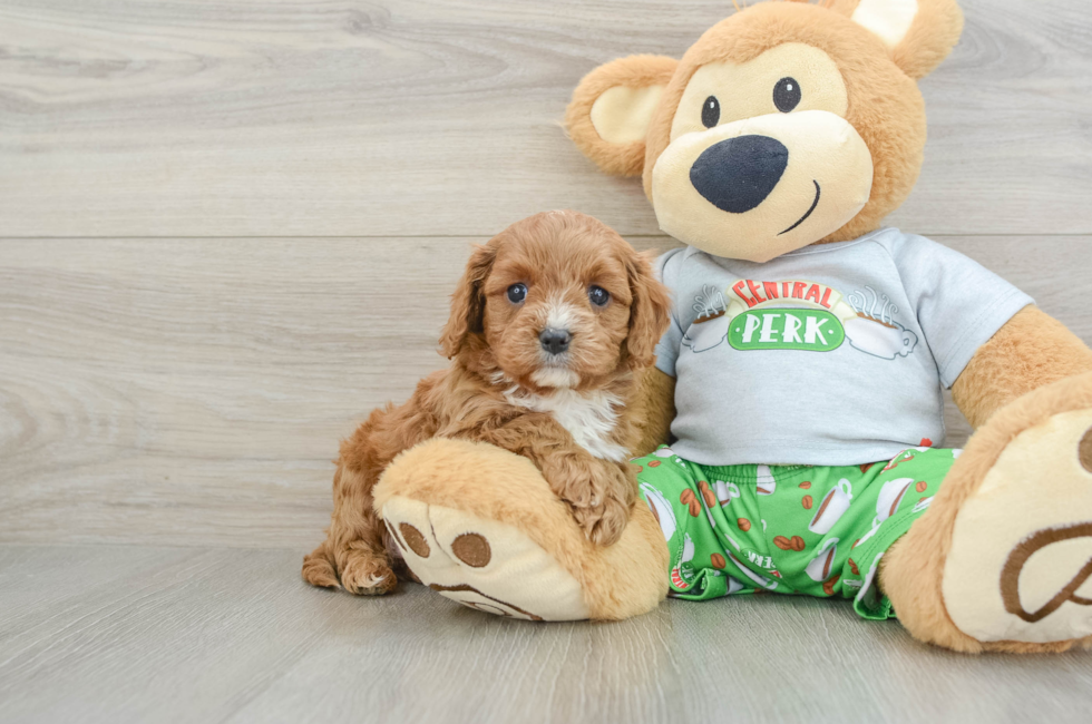 6 week old Cavapoo Puppy For Sale - Seaside Pups