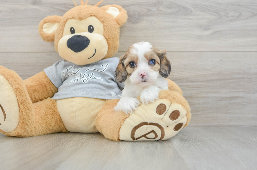 5 week old Cavapoo Puppy For Sale - Seaside Pups