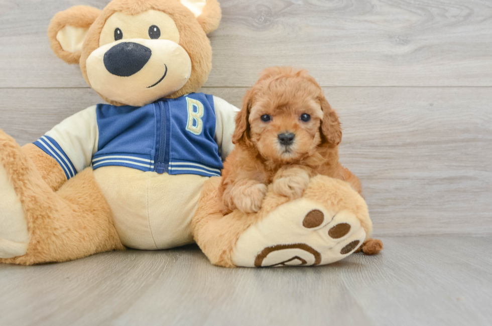 6 week old Cavapoo Puppy For Sale - Seaside Pups