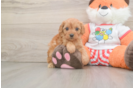 Popular Cavapoo Poodle Mix Pup