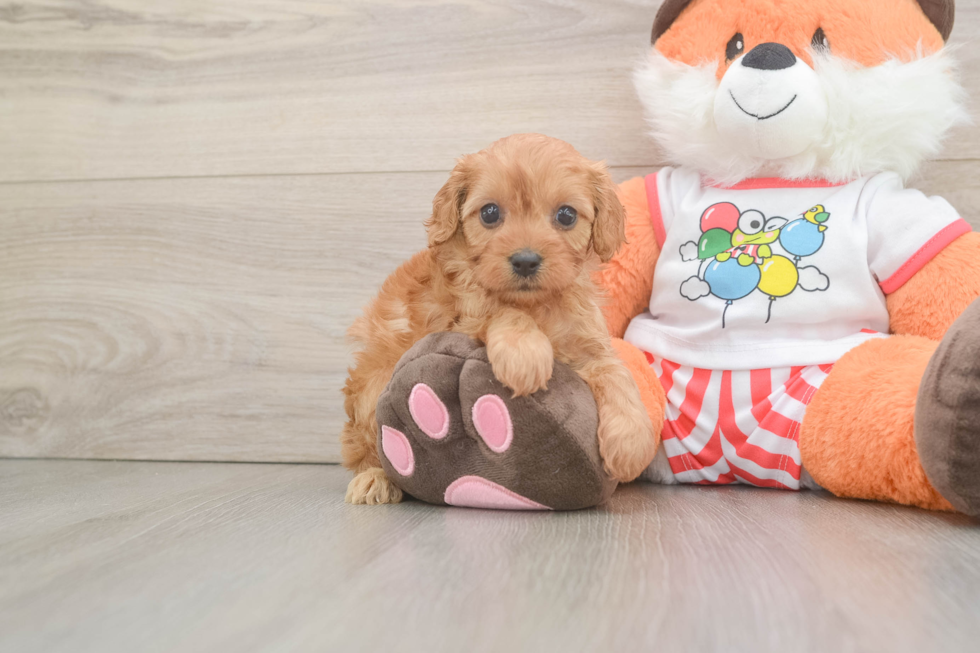 Popular Cavapoo Poodle Mix Pup