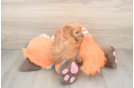 Adorable Cavalier King Charles Spaniel and Poodle Mix Poodle Mix Puppy