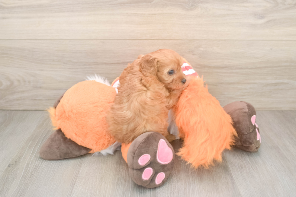 Adorable Cavalier King Charles Spaniel and Poodle Mix Poodle Mix Puppy