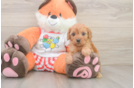 Cavapoo Puppy for Adoption