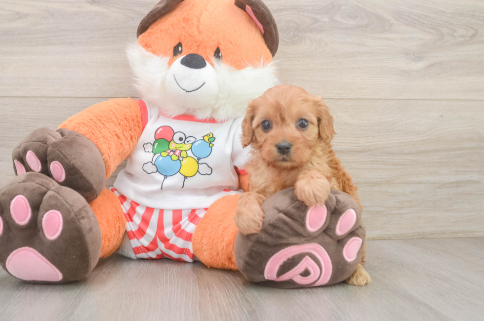 5 week old Cavapoo Puppy For Sale - Seaside Pups