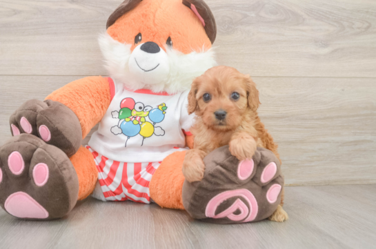 Cavapoo Puppy for Adoption