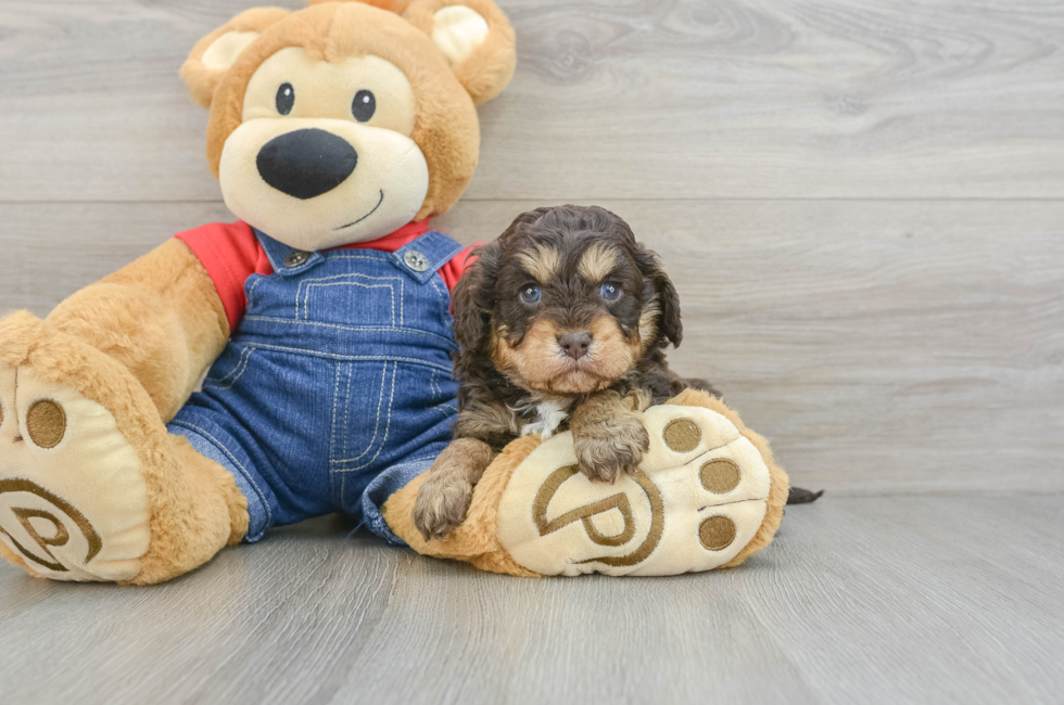 5 week old Cavapoo Puppy For Sale - Seaside Pups