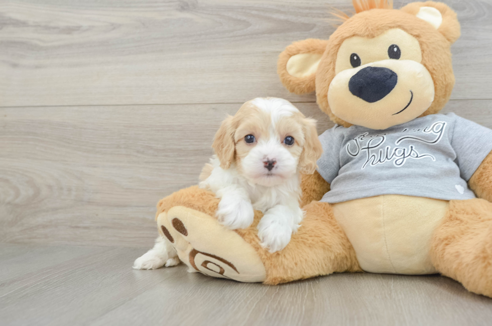 5 week old Cavapoo Puppy For Sale - Seaside Pups