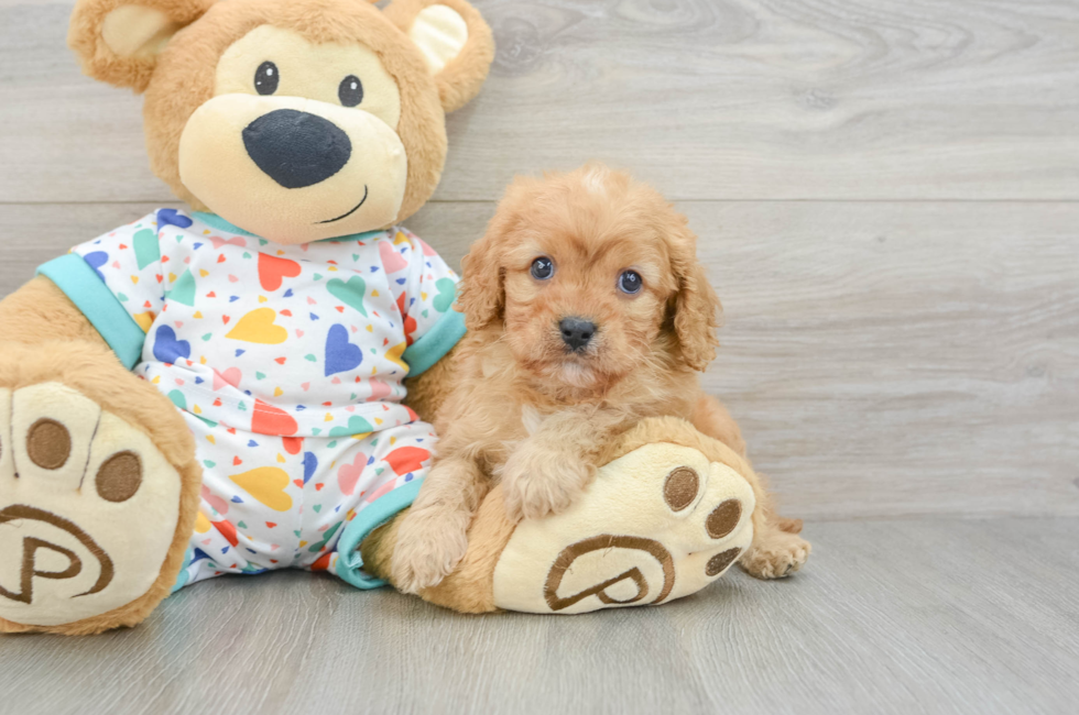 5 week old Cavapoo Puppy For Sale - Seaside Pups