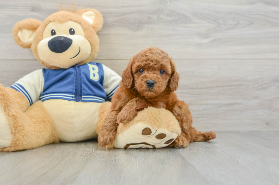 6 week old Cavapoo Puppy For Sale - Seaside Pups