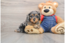 Cavapoo Pup Being Cute