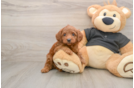 Fluffy Cavapoo Poodle Mix Pup