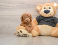 8 week old Cavapoo Puppy For Sale - Seaside Pups
