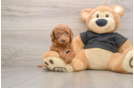 Cavapoo Pup Being Cute