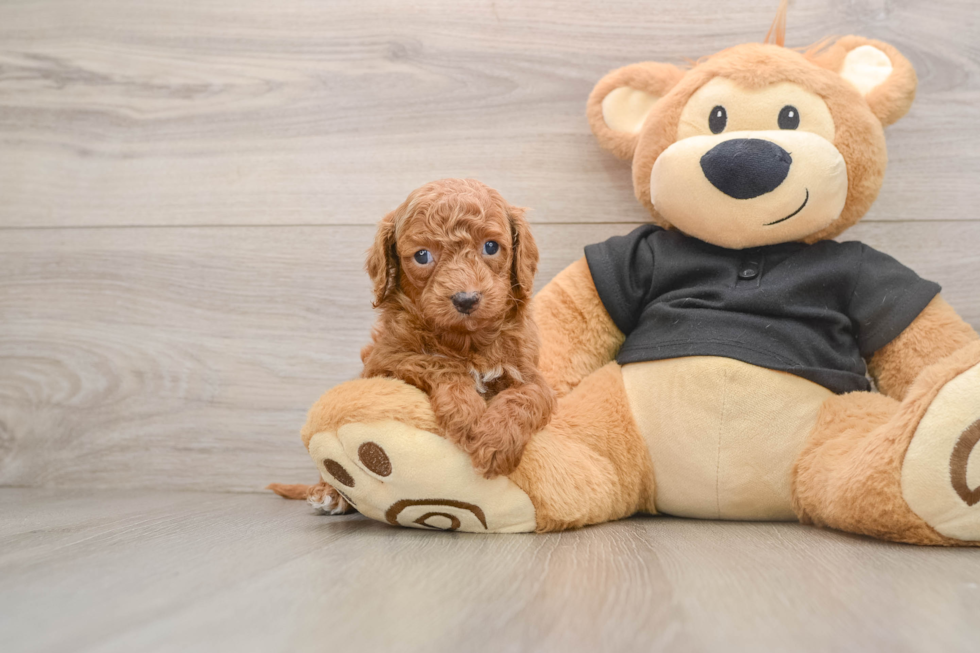 Cavapoo Pup Being Cute