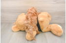 Cavapoo Puppy for Adoption