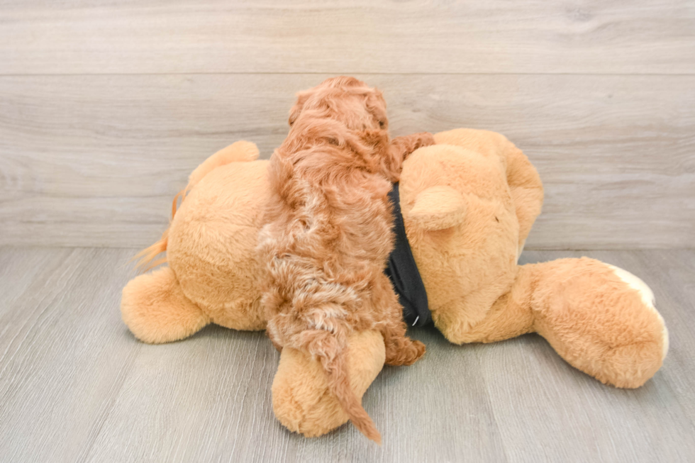 Cavapoo Puppy for Adoption
