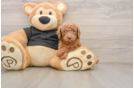 Best Cavapoo Baby