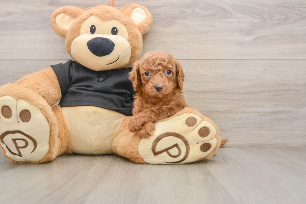 Best Cavapoo Baby