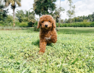 9 week old Cavapoo Puppy For Sale - Seaside Pups