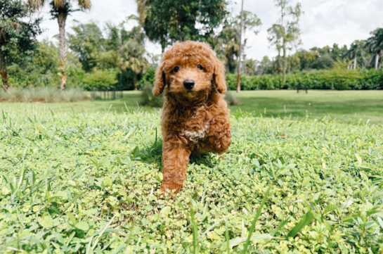 Cavapoo Puppy for Adoption