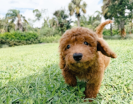 10 week old Cavapoo Puppy For Sale - Seaside Pups