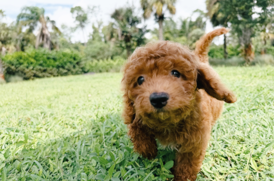 Cavapoo Pup Being Cute